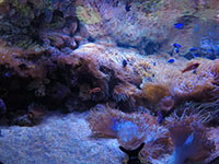 Darling Harbor Aquarium