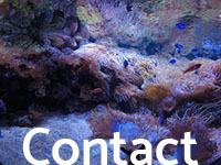 Darling Harbor Aquarium