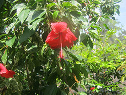 rainforest in cairns